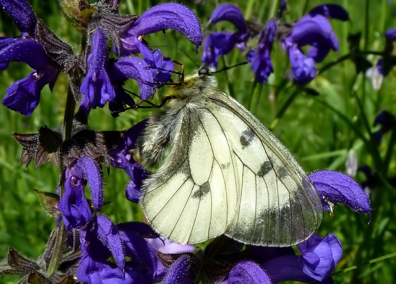 alla ricerca della Melitaea diamina